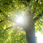 Sonne strahlt durch die Blätter eines Baumes