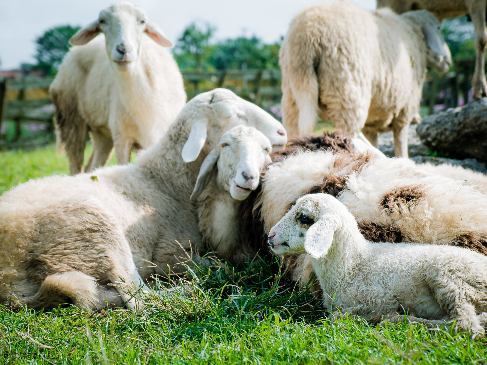 Schafe liegen und stehen auf einer grünen Wiese